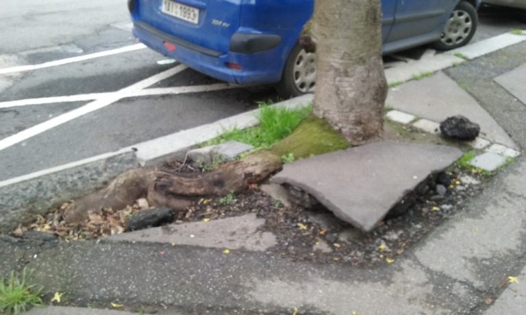 O pouliční stromy bychom měli pečovat celý jejich život